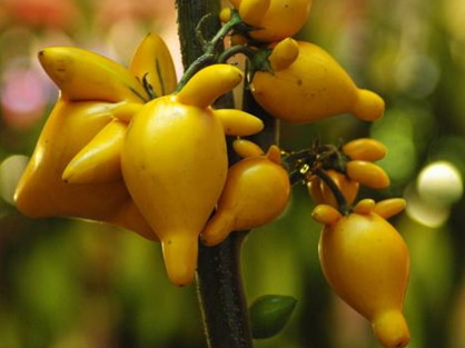 黃金果怎么吃？黃金果能吃嗎？