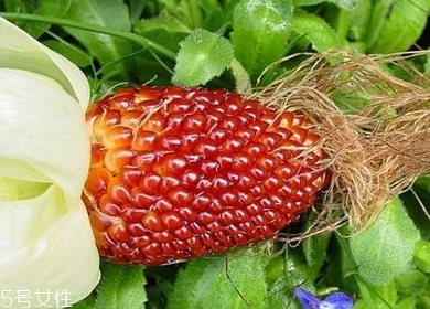 草莓玉米多少錢一斤？酷似草莓的玉米