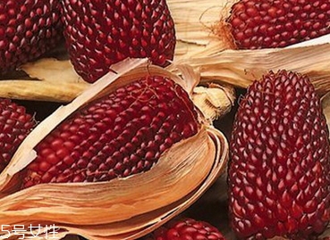 草莓玉米怎么吃？觀賞和食用雙重價(jià)值