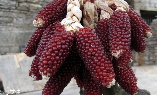 草莓玉米怎么吃？觀賞和食用雙重價(jià)值