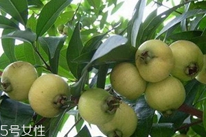 水葡萄的功效與作用 水葡萄的功效與作用