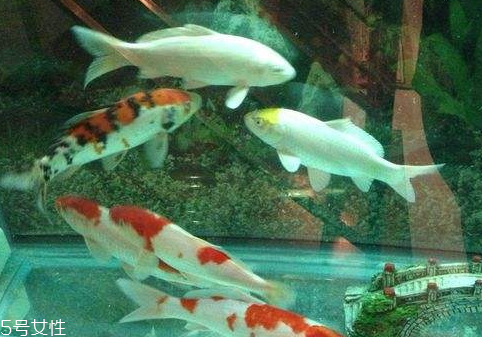 農(nóng)夫山泉可以養(yǎng)魚嗎 養(yǎng)魚小技巧 農(nóng)夫山泉可以養(yǎng)魚嗎 養(yǎng)魚小技巧