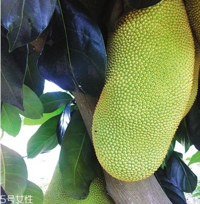 榴蓮蜜多少錢一斤？十幾塊錢左右波動