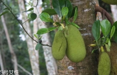 尖蜜拉是菠蘿蜜嗎？多少錢一斤