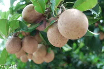 人心果怎么吃圖解 天然的口香糖 人心果怎么吃圖解 天然的口香糖