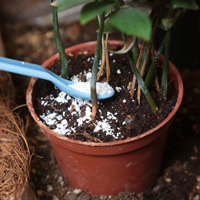 雞蛋殼可以做花肥嗎 6個(gè)小妙用 雞蛋殼可以做花肥嗎 6個(gè)小妙用