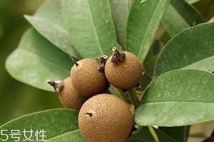 人心果多少錢一斤？稀有水果價格高