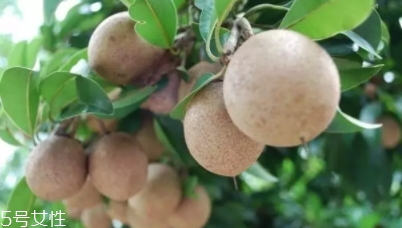 人心果多少錢一斤？稀有水果價格高