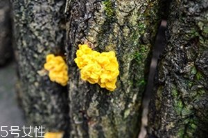 孕婦可以吃金耳嗎？哪些人不適合吃金耳