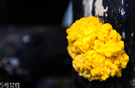 孕婦可以吃金耳嗎？哪些人不適合吃金耳