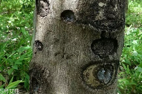 雪燕可以天天吃嗎？好東西也要講究頻率