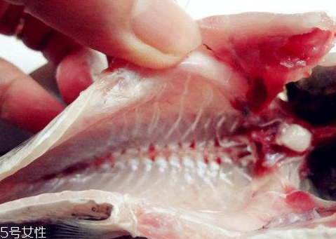 魚肚里的黑膜是什么 黑色只是色素沉積 魚肚里的黑膜是什么 黑色只是色素沉積