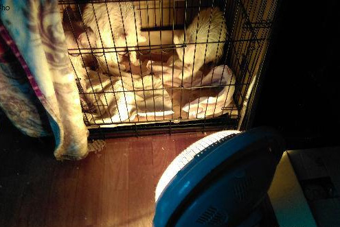 貓洗澡不讓吹毛怎么辦 幫貓咪無(wú)痛烘干法 貓洗澡不讓吹毛怎么辦 幫貓咪無(wú)痛烘干法