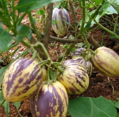 香瓜茄多少錢一斤？香瓜茄種子哪里買