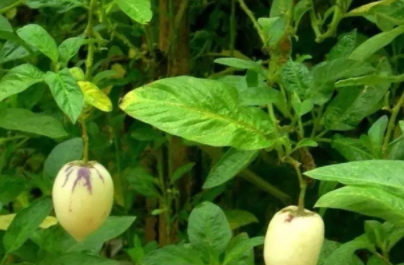 香瓜茄多少錢一斤？香瓜茄種子哪里買