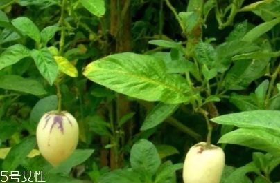 香瓜茄孕婦可以吃嗎？香瓜茄功效多