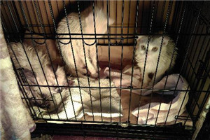 貓洗澡不讓吹毛怎么辦 幫貓咪無(wú)痛烘干法 貓洗澡不讓吹毛怎么辦 幫貓咪無(wú)痛烘干法