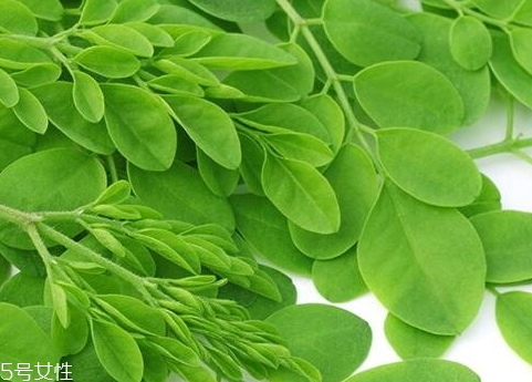 辣木茶和辣木籽的區(qū)別 辣木茶和辣木籽的區(qū)別