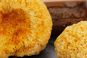 丑耳怎么吃最好？給大家介紹幾種方法