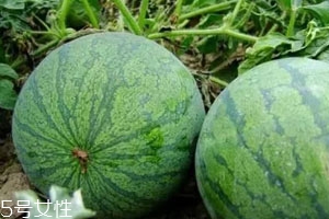 打瓜可以直接吃嗎？打瓜的功效作用