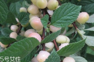 白玉櫻桃多少錢一斤？