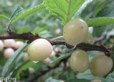 白玉櫻桃多少錢一斤？