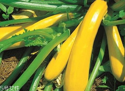 香蕉西葫蘆多少錢一斤？