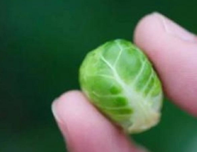 抱子甘藍(lán)可以生吃嗎？抱子甘藍(lán)沙拉更營養(yǎng)