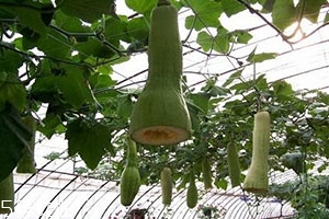 砍瓜怎么做好吃？教你烹飪砍瓜