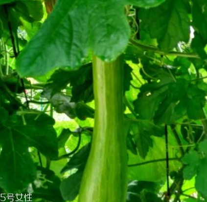 砍瓜怎么做好吃？教你烹飪砍瓜