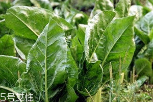 牛皮菜的功效與作用 牛皮菜的營養(yǎng)價(jià)值 牛皮菜的功效與作用 牛皮菜的營養(yǎng)價(jià)值