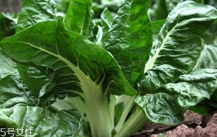 牛皮菜的功效與作用 牛皮菜的營養(yǎng)價(jià)值 牛皮菜的功效與作用 牛皮菜的營養(yǎng)價(jià)值