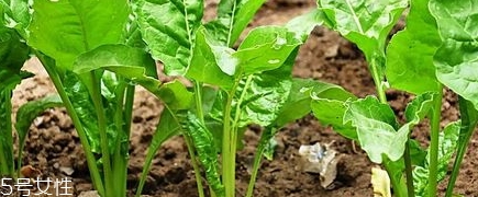 牛皮菜的功效與作用 牛皮菜的營養(yǎng)價(jià)值 牛皮菜的功效與作用 牛皮菜的營養(yǎng)價(jià)值