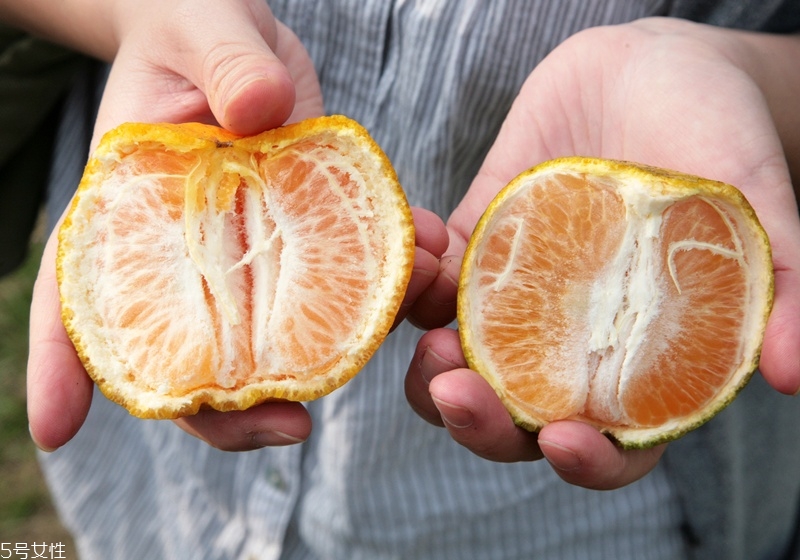 橘子有幾種種類 橙子的種類有哪些 橘子有幾種種類 橙子的種類有哪些