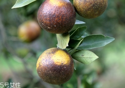 橘子有幾種種類 橙子的種類有哪些 橘子有幾種種類 橙子的種類有哪些