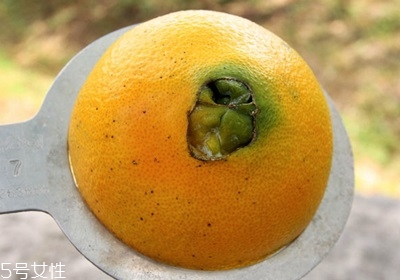 橘子有幾種種類 橙子的種類有哪些 橘子有幾種種類 橙子的種類有哪些