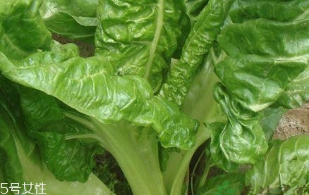 牛皮菜孕婦可以吃嗎？