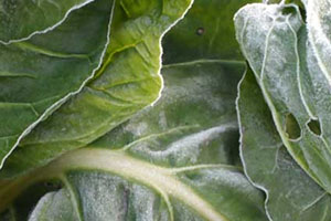 牛皮菜是發(fā)物嗎？牛皮菜有毒嗎