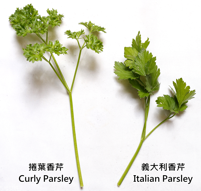 香芹怎么保存時(shí)間長(zhǎng)且新鮮 香芹怎么保存時(shí)間長(zhǎng)且新鮮