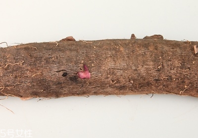 山藥怎么去皮不會手癢 山藥挑選靠4招 山藥怎么去皮不會手癢 山藥挑選靠4招