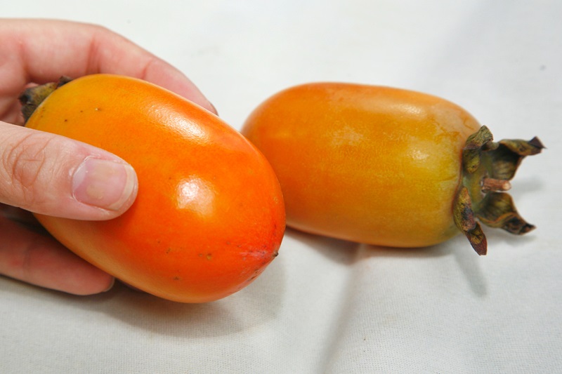 柿子怎么挑選 柿子挑軟的買還是硬的 柿子怎么挑選 柿子挑軟的買還是硬的