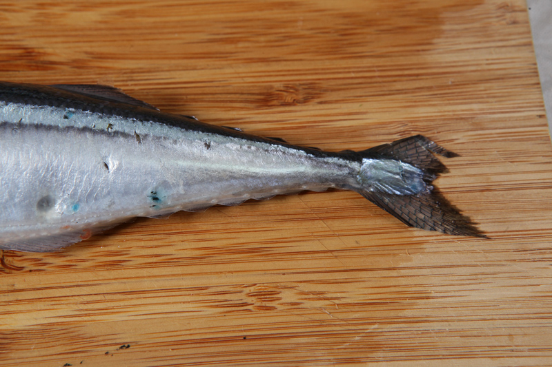 秋刀魚怎么處理？秋刀魚怎么挑選