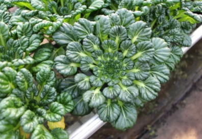 塔菜怎么做好吃？教你塔菜的做法