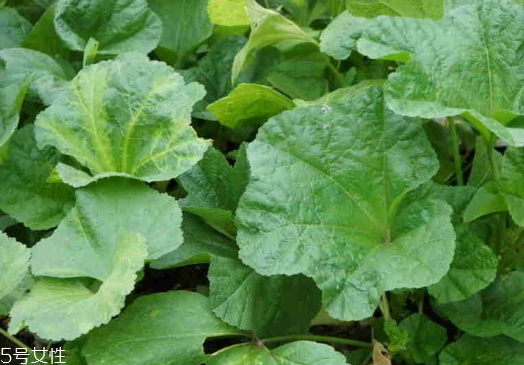 冬寒菜孕婦可以吃嗎？不建議孕婦吃冬寒菜