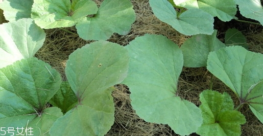 冬寒菜孕婦可以吃嗎？不建議孕婦吃冬寒菜