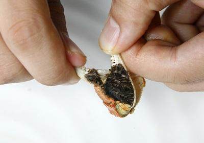 陽澄湖大閘蟹怎么吃？食陽澄湖大閘蟹注意事項