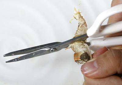 陽澄湖大閘蟹怎么吃？食陽澄湖大閘蟹注意事項