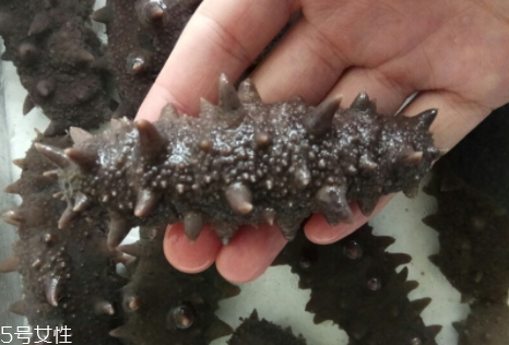 干海參怎么泡發(fā) 泡發(fā)技巧 干海參怎么泡發(fā) 泡發(fā)技巧