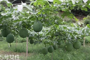 吊瓜怎么吃？吊瓜這樣做最好吃