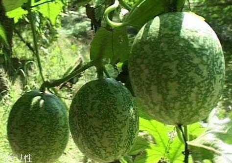 吊瓜怎么吃？吊瓜這樣做最好吃